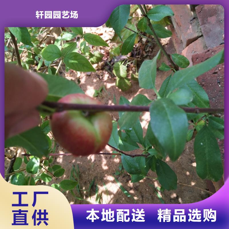 桃【苹果苗】厂家直销大量现货