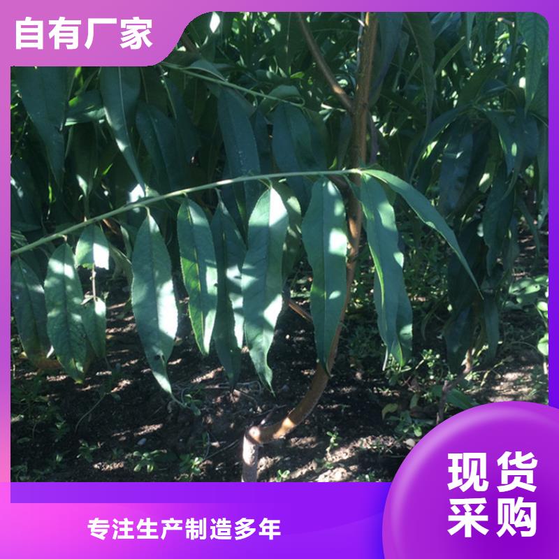 桃【苹果苗】厂家直销大量现货