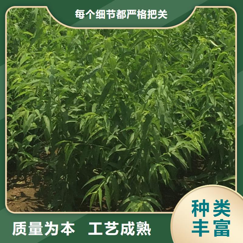 桃梨树苗工厂自营