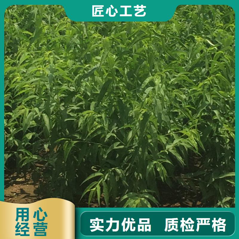 桃桃树苗量大更优惠