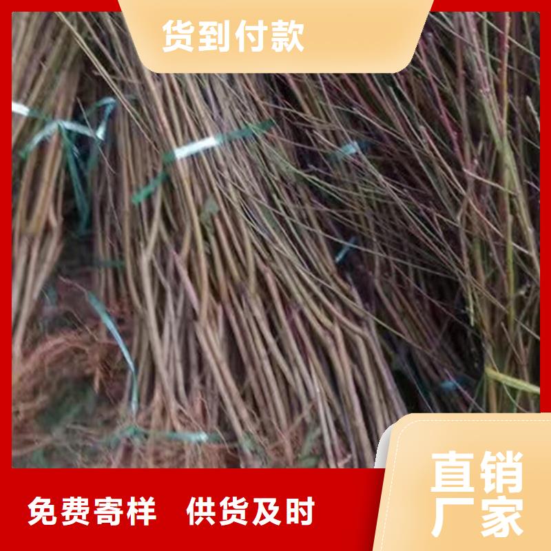 桃【苹果苗】厂家直销大量现货