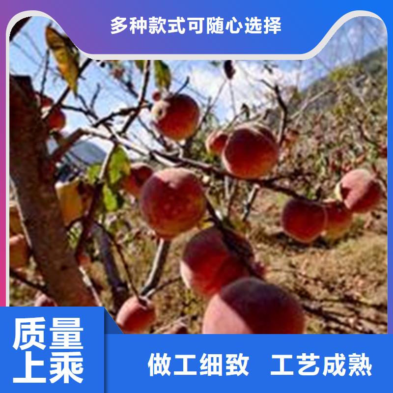 桃【苹果苗】厂家直销大量现货