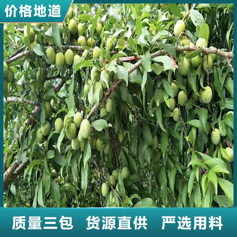 李子【蓝莓苗】支持大小批量采购