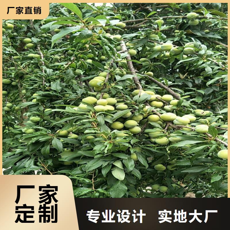 李子【蓝莓苗】支持大小批量采购