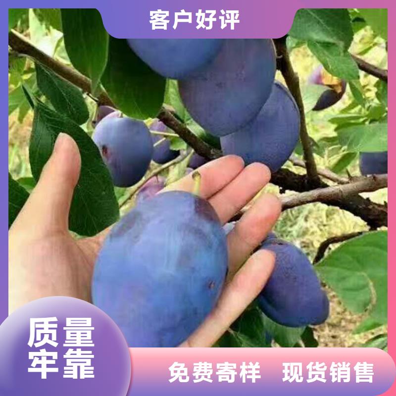 李子桃树苗一对一为您服务