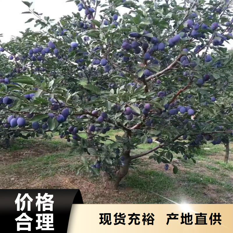 李子苹果苗颜色尺寸款式定制