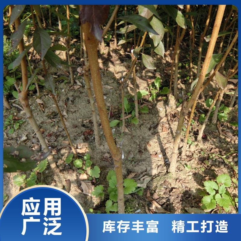 李子【蓝莓苗】支持大小批量采购