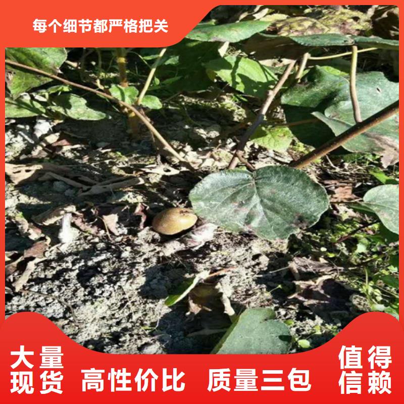 【猕猴桃】,红石榴苗基地厂家直销值得选择