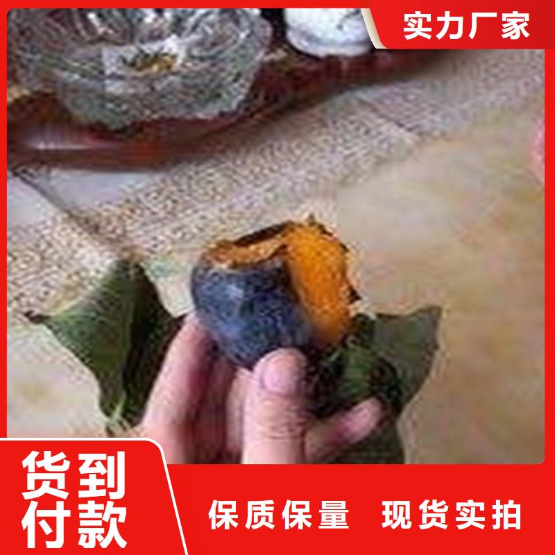 柿子板栗苗货源充足