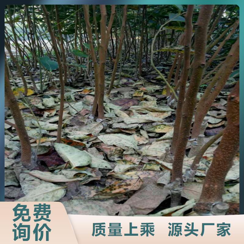 柿子樱桃苗选择大厂家省事省心