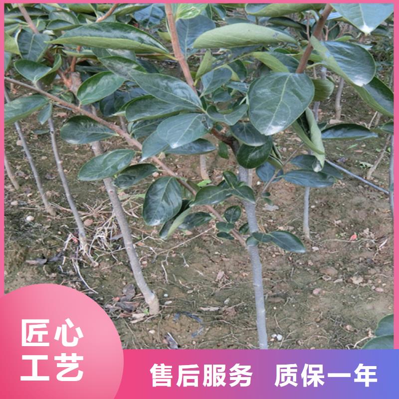 柿子【苹果苗】我们更专业