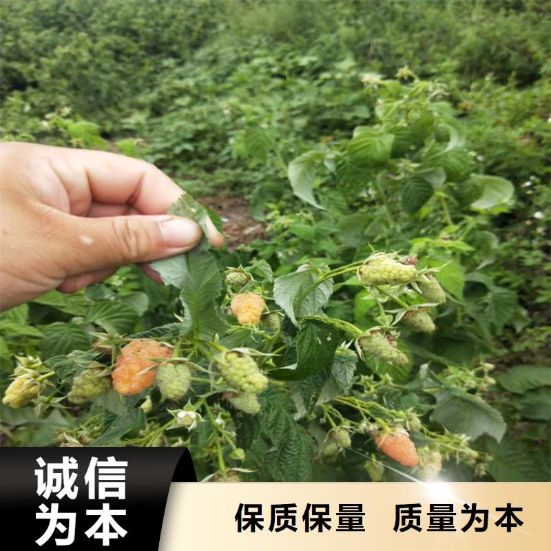 树莓,无花果苗专注细节专注品质