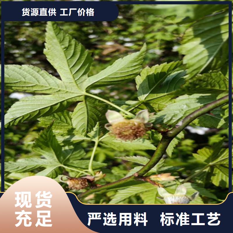 【树莓】樱桃苗精心推荐