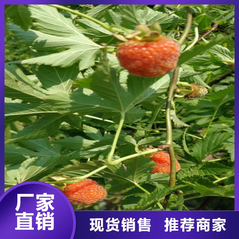 树莓樱桃苗直销厂家