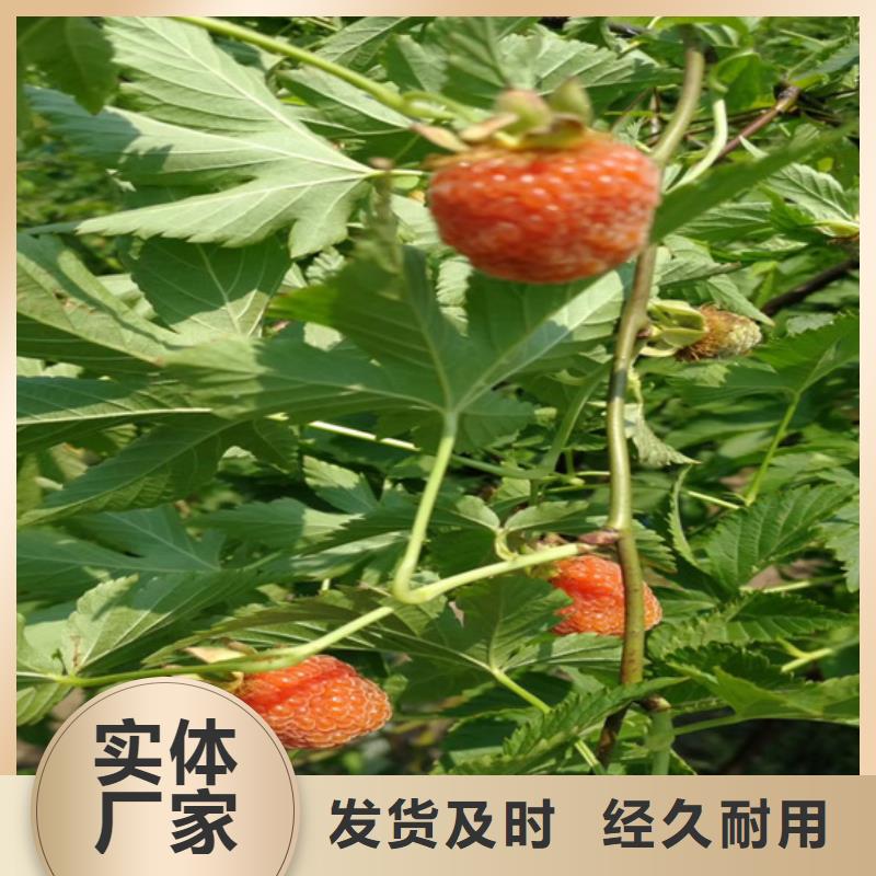 【树莓】樱桃苗精心推荐