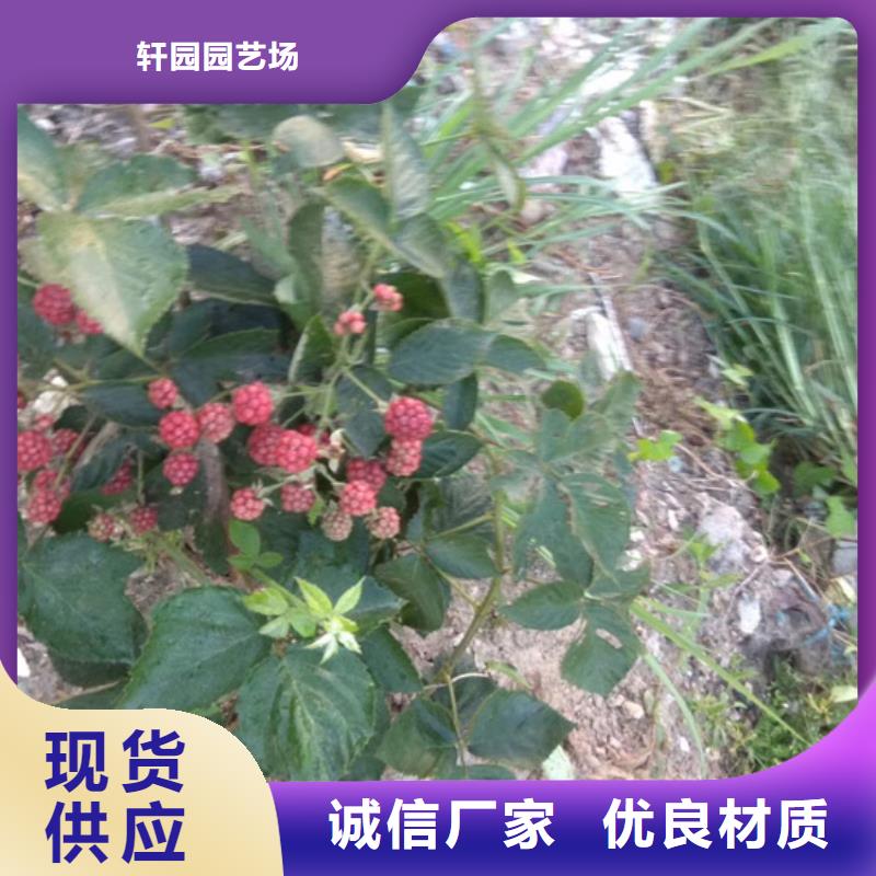 【树莓】李树苗产品细节