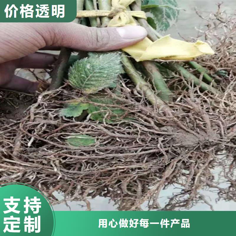 树莓,无花果苗专注细节专注品质