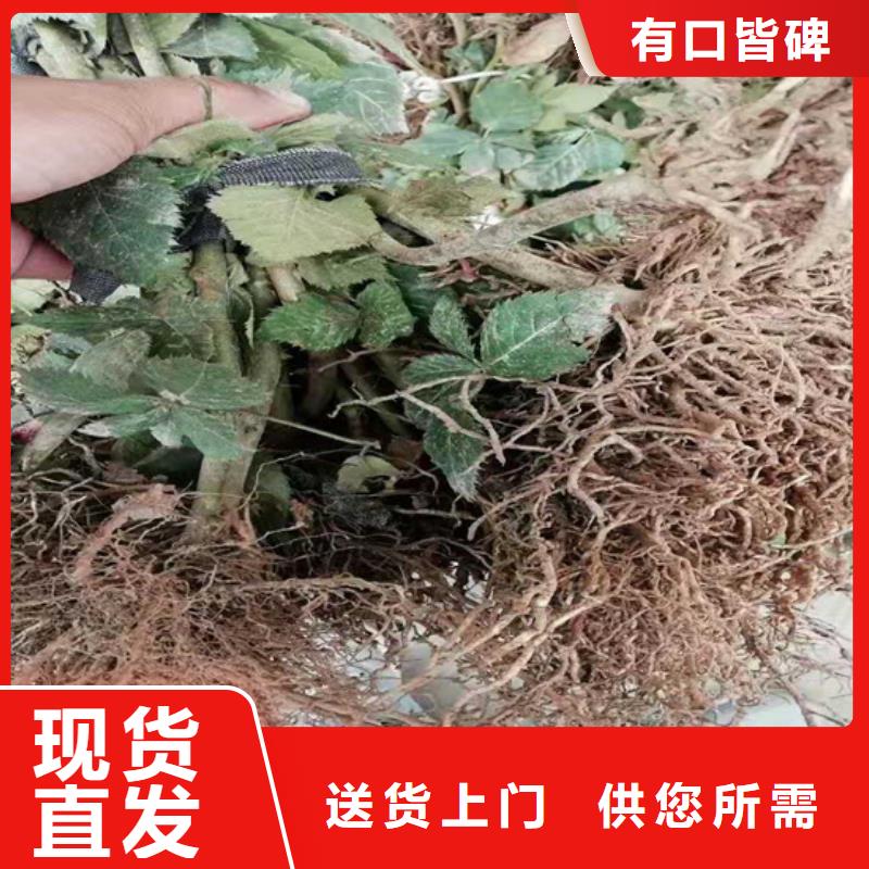 树莓梨树苗满足客户需求