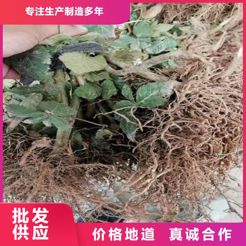 树莓石榴树产地直销