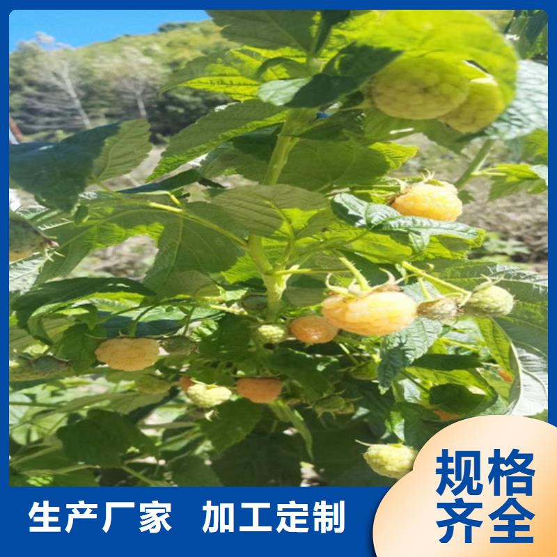 树莓无花果苗优选厂家