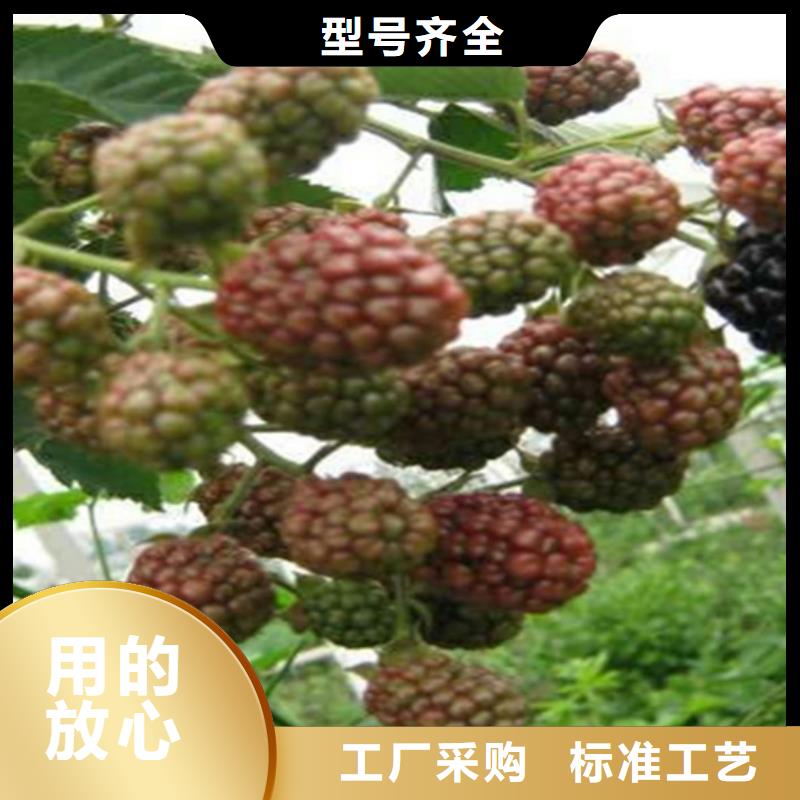 【树莓桃树苗源厂直接供货】