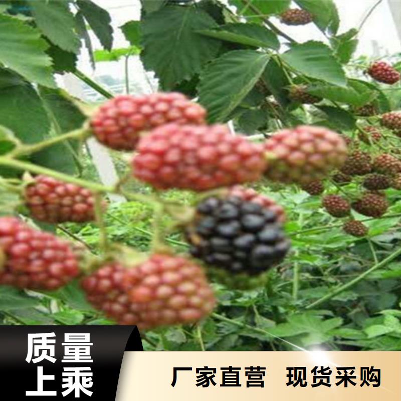 树莓无花果苗优选厂家