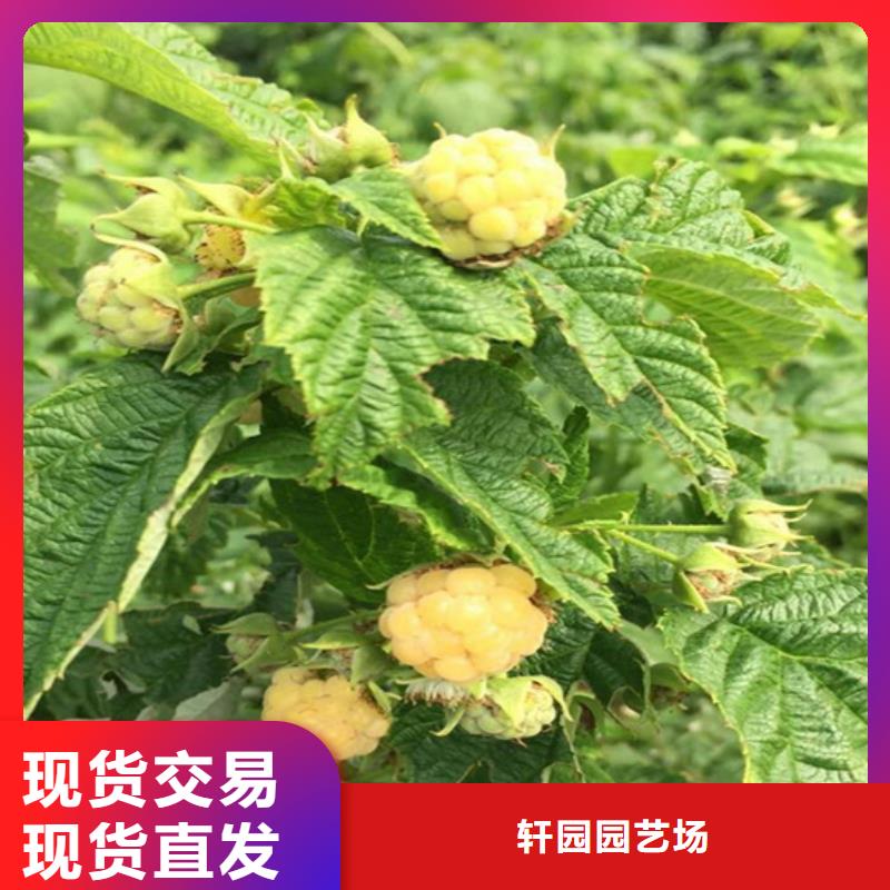 树莓,无花果苗专注细节专注品质