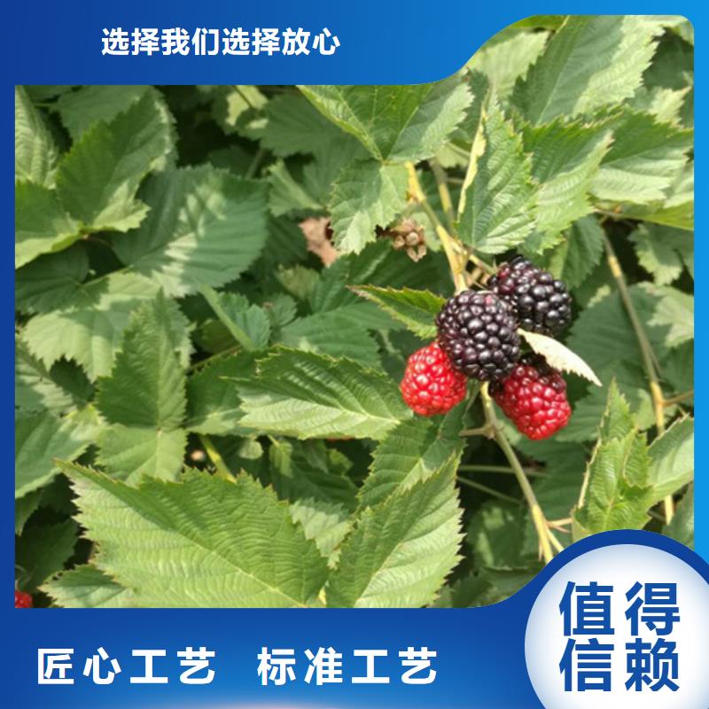 【树莓】李树苗产品细节