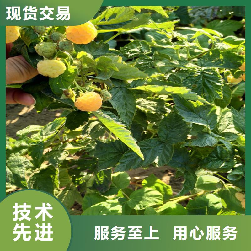 【树莓-苹果苗性能稳定】