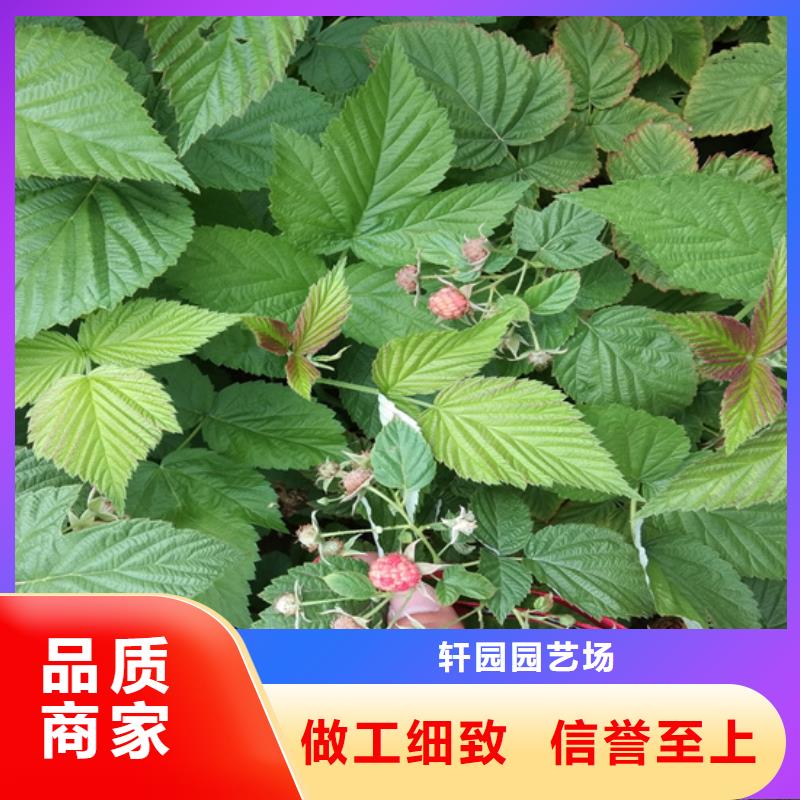 树莓苹果苗认准大品牌厂家