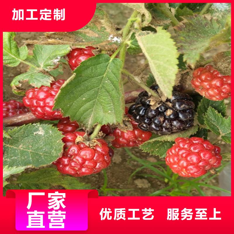 树莓,【樱桃苗】好产品有口碑