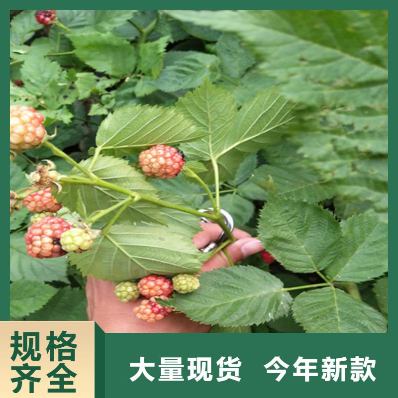 树莓【蓝莓苗】诚信可靠