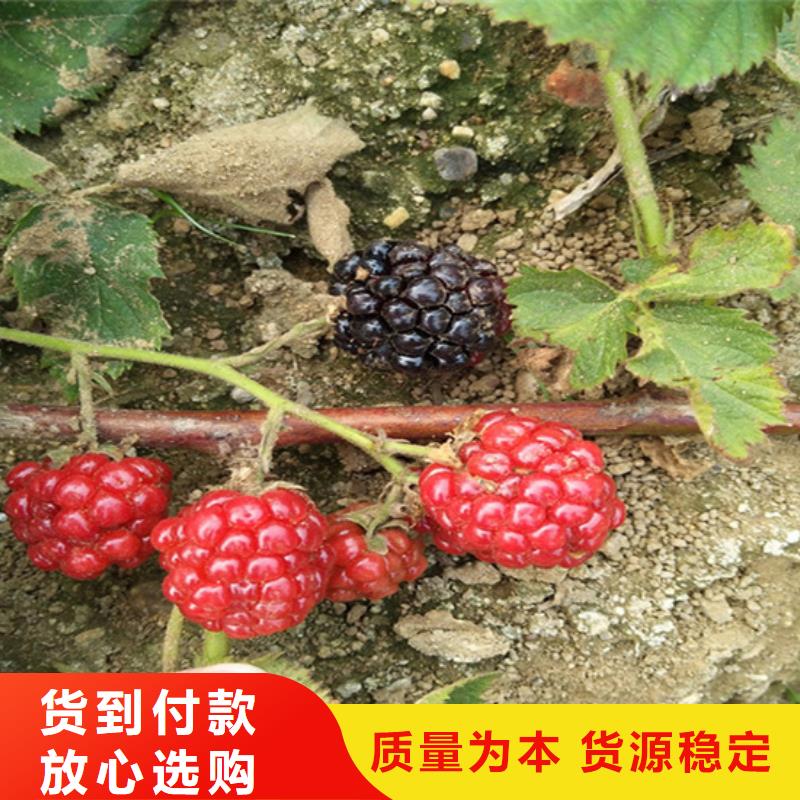 【树莓】樱桃苗质量无忧