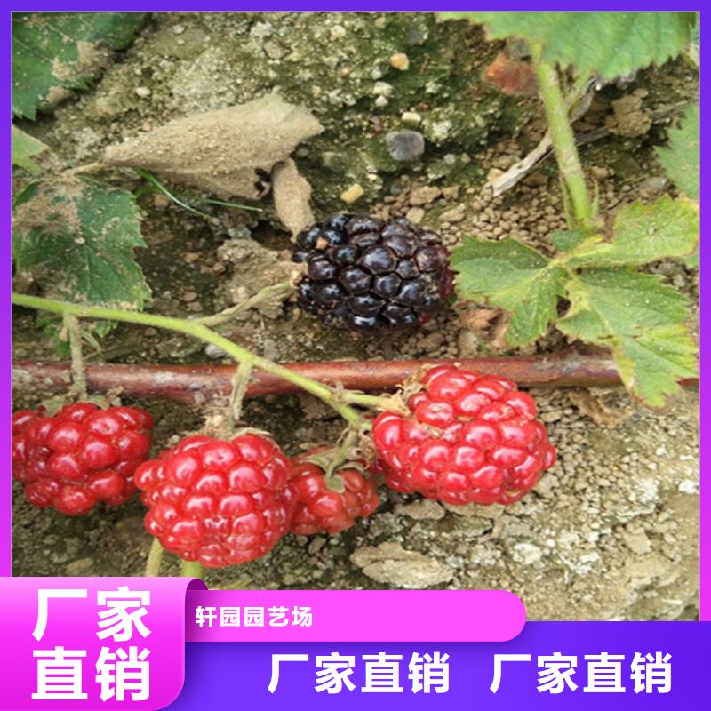 【树莓】李树苗产品细节