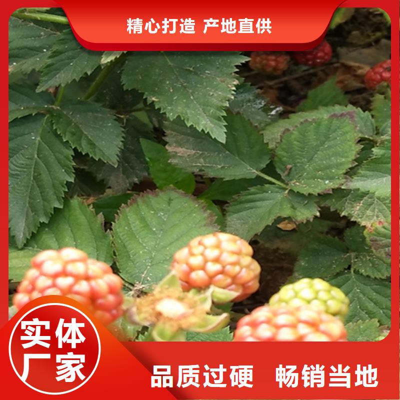 树莓【蓝莓苗】诚信可靠