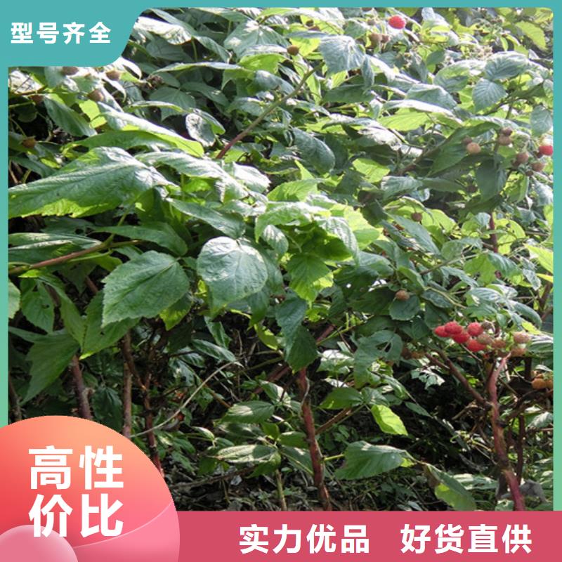 树莓,无花果苗专注细节专注品质