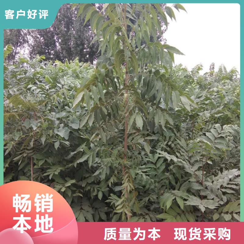 碧根果-樱桃苗优质货源