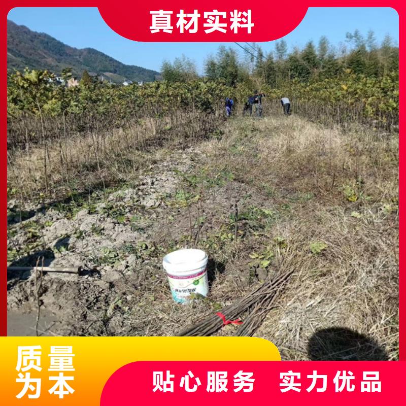 碧根果苹果苗精选优质材料