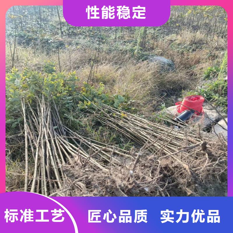 碧根果_桃树苗本地厂家值得信赖