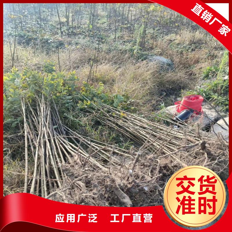 碧根果_桃树苗实力工厂