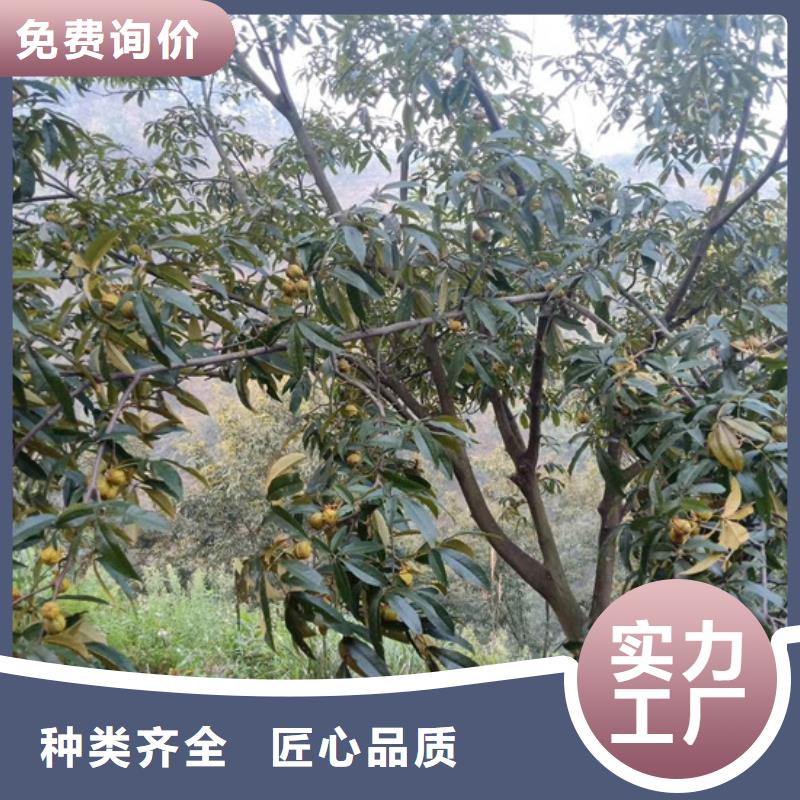 碧根果-樱桃苗优质货源