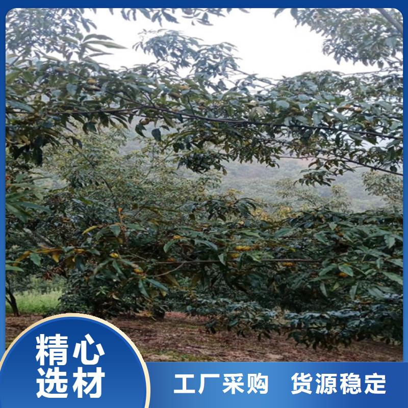 碧根果-苹果苗产品优势特点