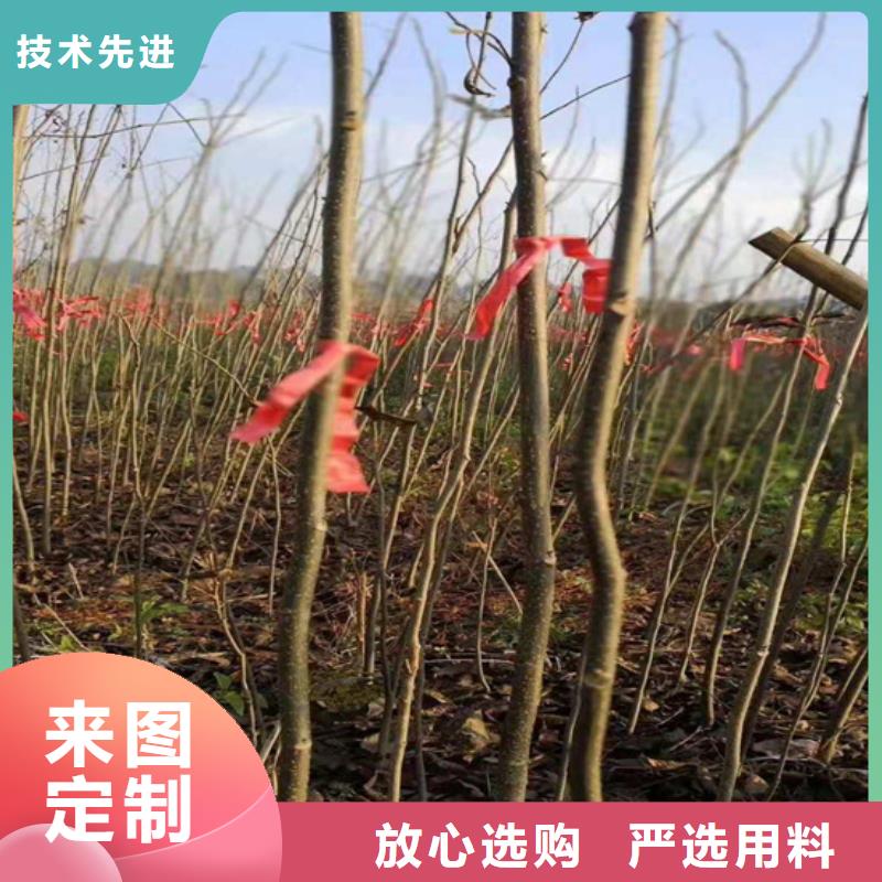 碧根果,樱桃苗厂家直销规格多样