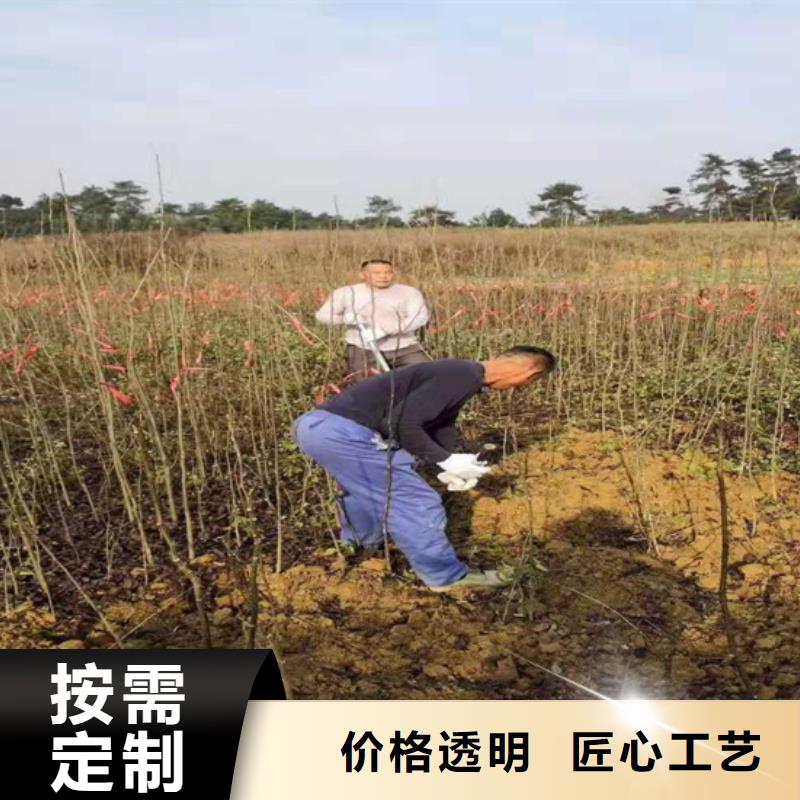 碧根果樱桃苗自有厂家