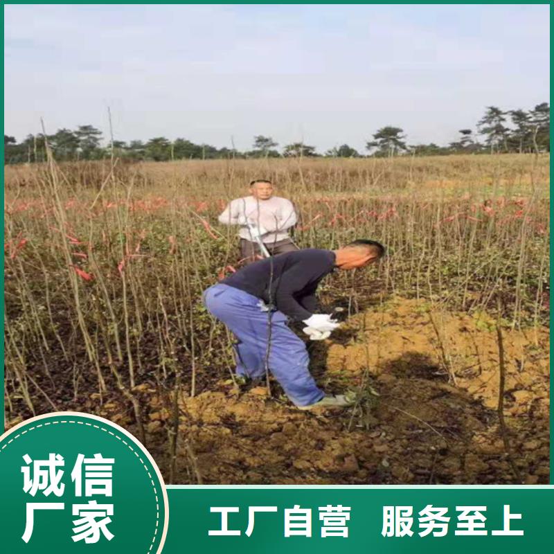 碧根果_桃树苗实力工厂