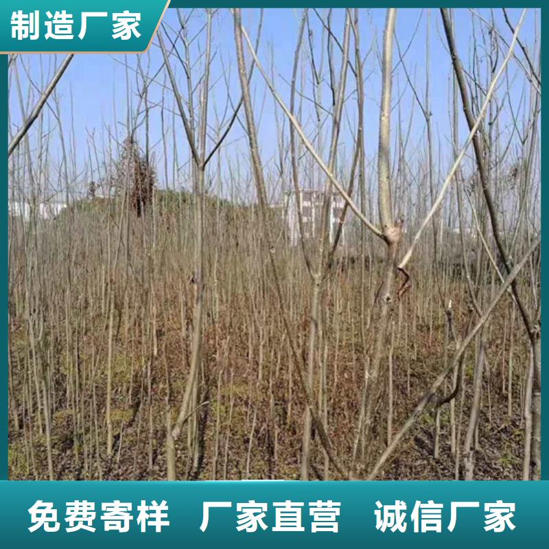 碧根果-石榴树厂家货源