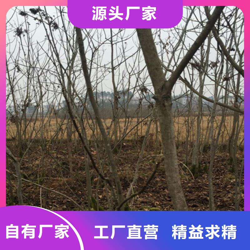 碧根果-樱桃苗优质货源