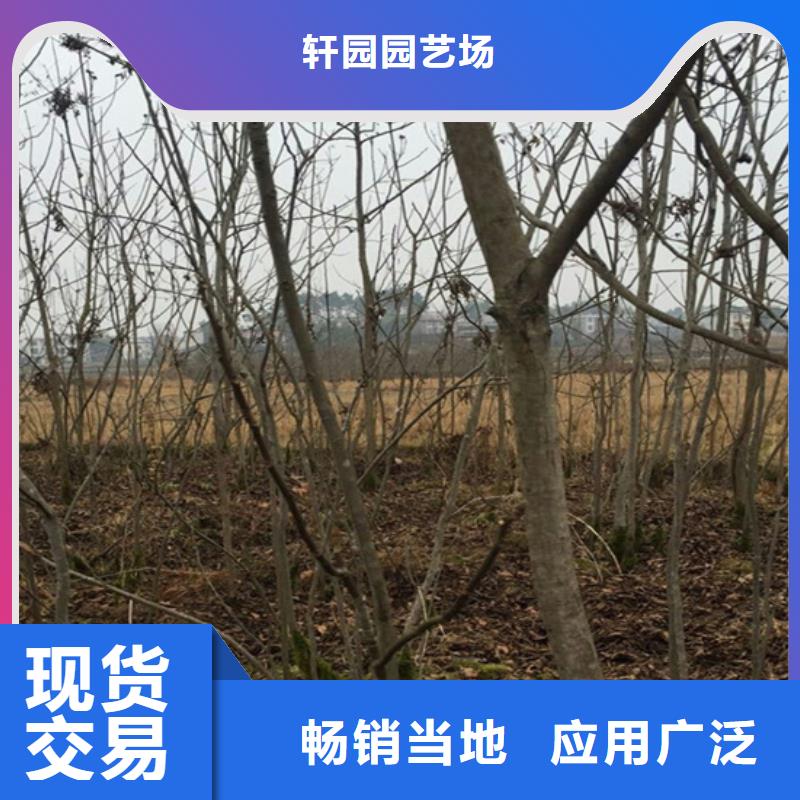 碧根果花椒苗定制零售批发