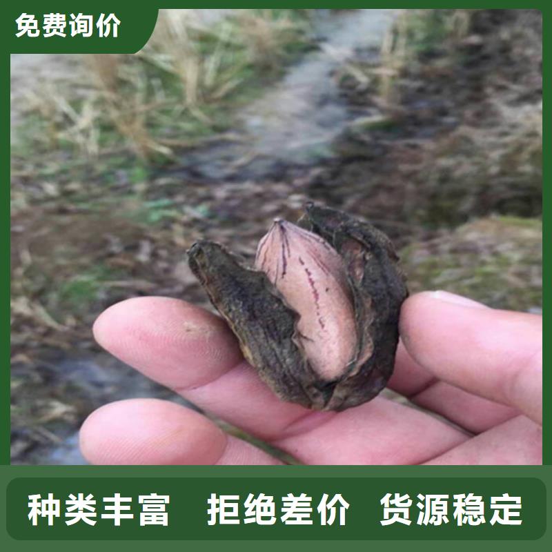 碧根果_苹果苗严选材质