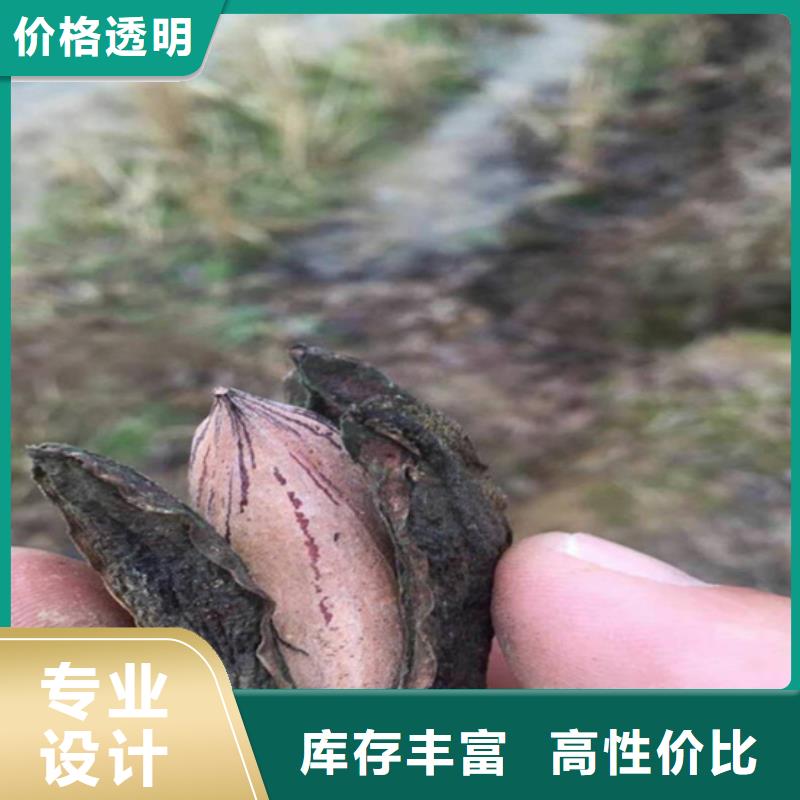 碧根果苹果苗您想要的我们都有